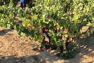 Is Evangelho CA’s Greatest Vineyard? Looking for Grand Cru in the New World