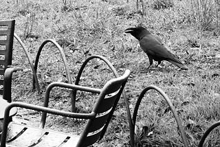 Take One Crow and We’ll Be Fine If It Mattered