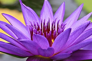 A lotus flower.