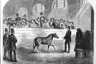 engraving of a tame zebra exhibited in 1858