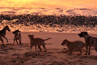 The Dogs of San Felipe