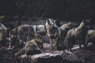 How to get power; the wolf pack.