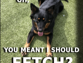 Intro to Fetch API