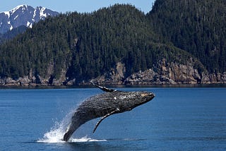 Captain Jako Hall Shares The World’s Best Destinations for Whale Watching