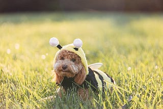 How to deal with a bee sting in a dog