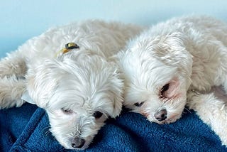 Two white puppies lounging on the couch