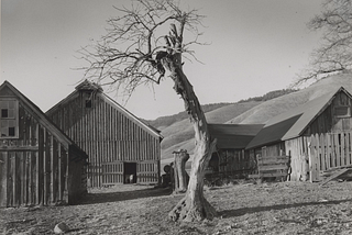 The Bodhi Tree