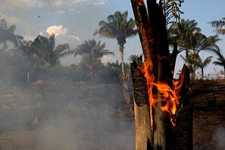 The Reason Why The Amazon Rainforest is Burning