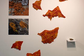 Xanthoria Parietina: The Sunburst Lichen