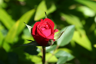 Beauty in Our Thoughts