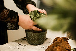 An image of Alida’s hands potting a green plant  on top of a table with white tablecloth framed by other foliage.