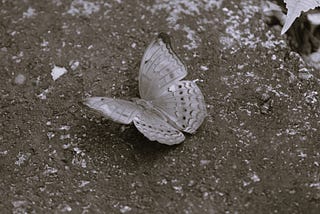 The Butterfly