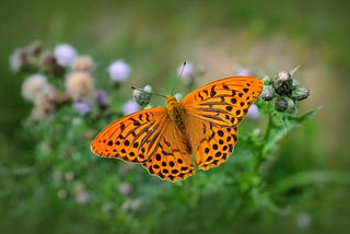 A Flagship Species Isn’t Always A Good Thing