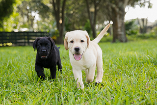 Southeastern Guide Dogs has Adorable Puppies and They Want YOU to Raise Them