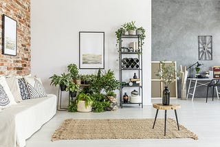 Living room plants, to add splashes of color to your everyday