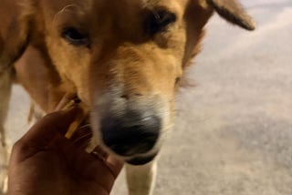 Story of a Street Dog