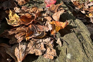 fallen leaves on stone step