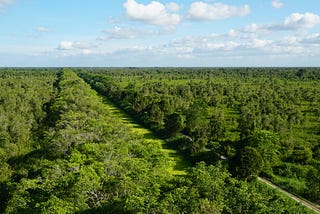 Wetlands save water for farmers in Vietnam