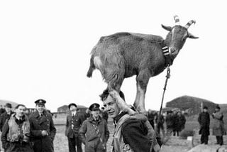 Goat standing on top of a man.