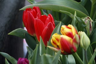 Mixed tulips — red, red tinged with yellow, purple.