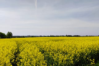 Ominous quietness of an open field