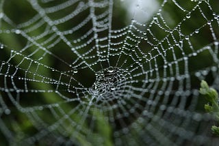 A spider’s web with water droplets. Photo by Michael Podger on Unsplash