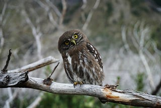 An owl looking at the camera