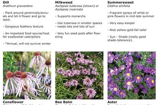 What to Plant Now: Pollinator-Friendly Plants