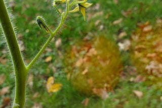 The Fruit Ripens When It Is Time