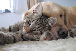 Why Opposites Attract… And Why It Can Create Lasting Magic