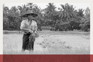 A paddy farmer harvests his crops.