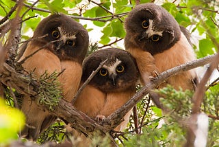 Birding the Oregon Coast