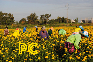 We’re All the New Pickers in The Farm