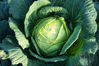 Photo of a head of cabbage.