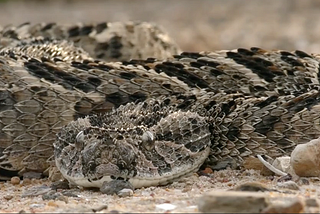 International Snakebite Awareness Day: “I’d never seen anything like it”