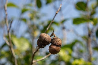 Why Soil and Growing Conditions Matter in Tea