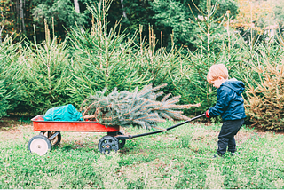 Picking Out A Christmas Tree