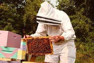 How Do Bee Exterminators Work?