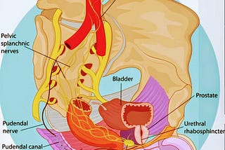 PELVIC PLEXUS