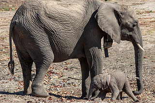 First-Ever Ellie Orphan Gives Birth in Zambia