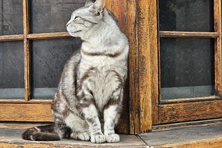 Cats Of Istanbul
