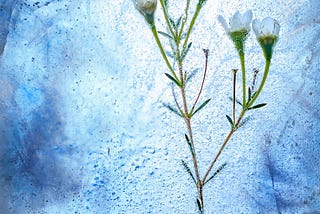 Image of a cluster of white flowers frozen within ice, with droplets of water suspended on the surface.