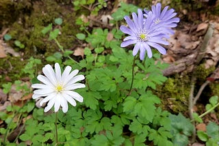 Closeup of one white and two blue flowers, growing outdoors in nature.