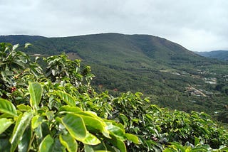 Tracing the Journey of Vietnamese Coffee: From Beans to a Cup