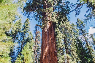 The Most Magnificent Thing Alive