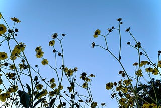 photo of wildflowers by writer