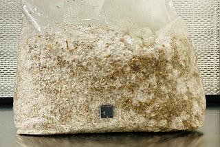 How to choose mushroom grow bags?