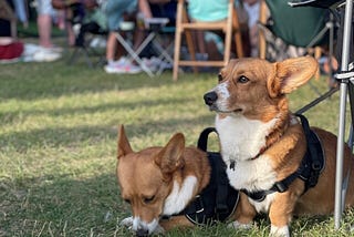 Two Corgis.