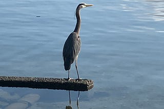Hearing From the Herons Again.