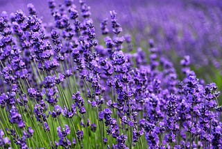 A field of lavender flowers.